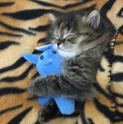 FullSizeRzzender 2.jpg